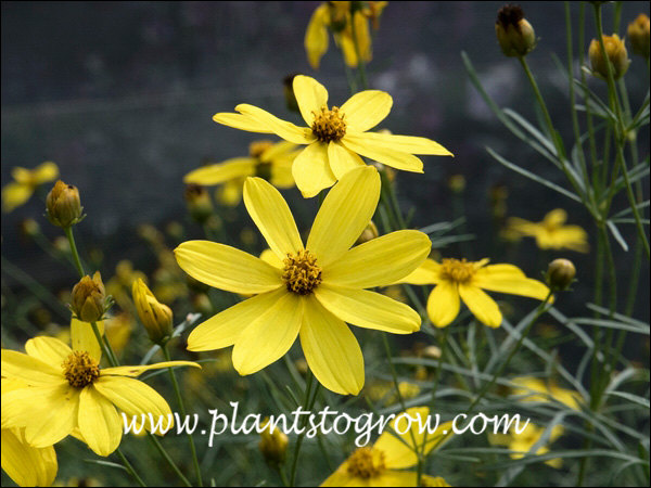 Cruizin Electric Avenue Coreopsis
